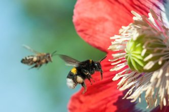 Web 72 DPI-shutterstock_252216169_hommel_bloem.jpg