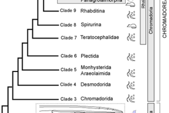 what is a phylogeny in evolution