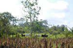 Typical land-uses of the study region: corn agriculture in the foreground, pastures with cattle in the middle, and secondary forest in the background