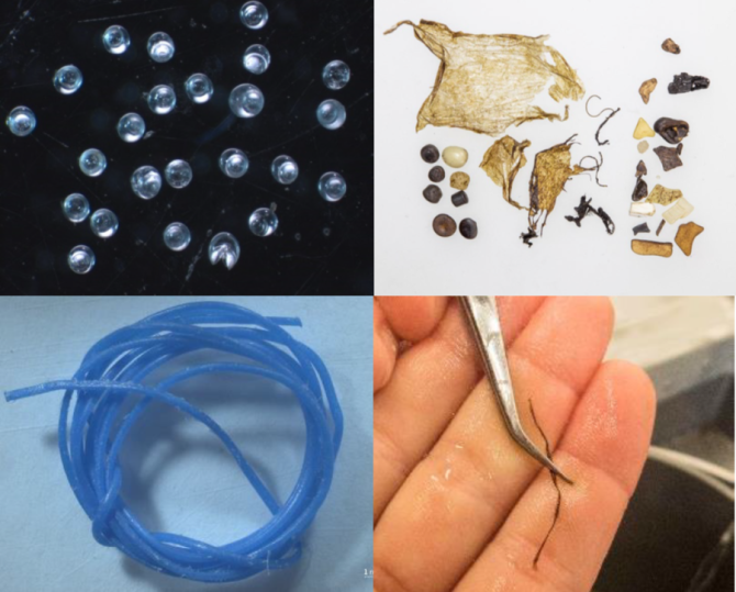 Voorbeelden van plastics uit verschillende dieren van dit onderzoek. Boven Links: Kleine korrels uit magen van schol. Boven rechts: Plastics gevonden in een stormvogel. Grootte en plastictype van de pellets lijken op de ZOE-pellets, maar kleur en verwering wijzen op een andere oorsprong. Onder links: Een draad gegeten door een gewone zeehond. Onder rechts: een klein touw uit de maag van een zeekoet.