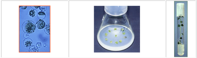 Potato protoplasts: these cells have lost their rigid walls and are ready to fuse. Protoplast fusion allows the mixing of genes between plants that don’t naturally cross.            Plant tissue culture: in vitro regeneration from fused cells, to calli and complete plants with stem, roots and leaves.