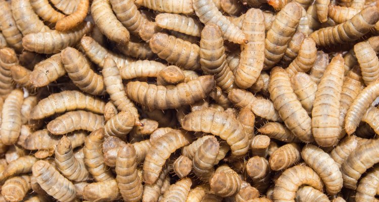 These 7 principles make responsible use of farmed insects possible - WUR