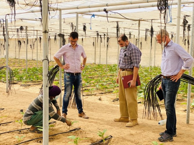 An employee of a grower in Abu Dhabi shows an aubergine plant to Jouke Campen (left) and his WUR-colleague Feije de Zwart (right). Photo: Jouke Campen