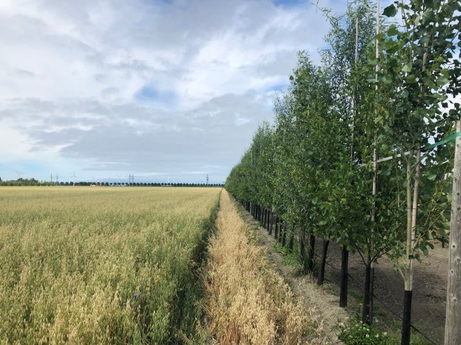 GEWASDIV EXTRA 1_Agroforestry Lelystad.jpg