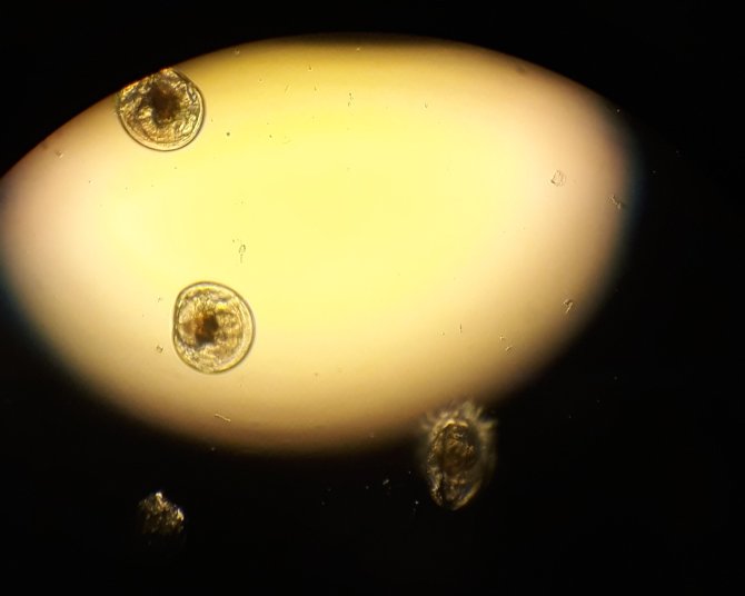 Oyster larvae. Photo: Dr. P. Kamermans.