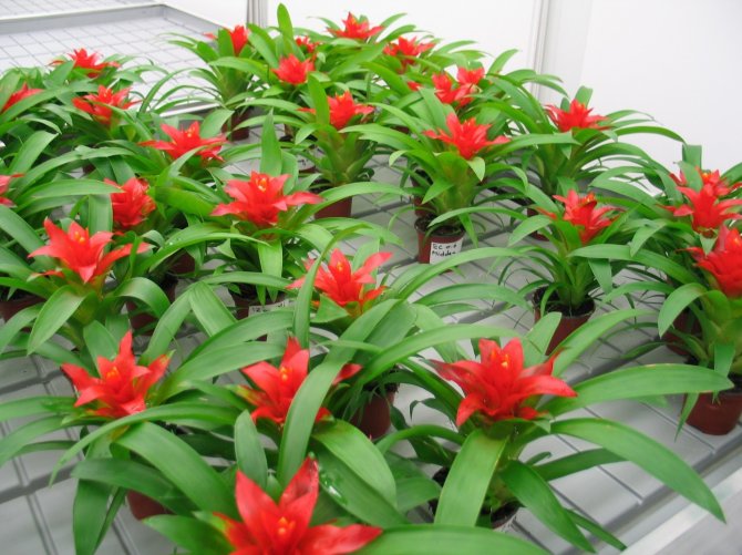 Bromelia