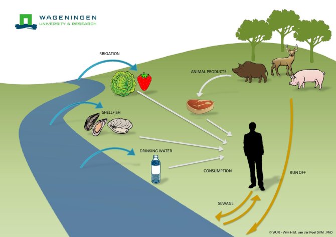 Hepatitis E transmission routes from animals to humans 