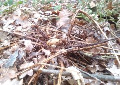 Acorn cache created by wood mouse. Note. Original cache was covered by thin layer of litter (typical scatter hoard (© Suselbeek)