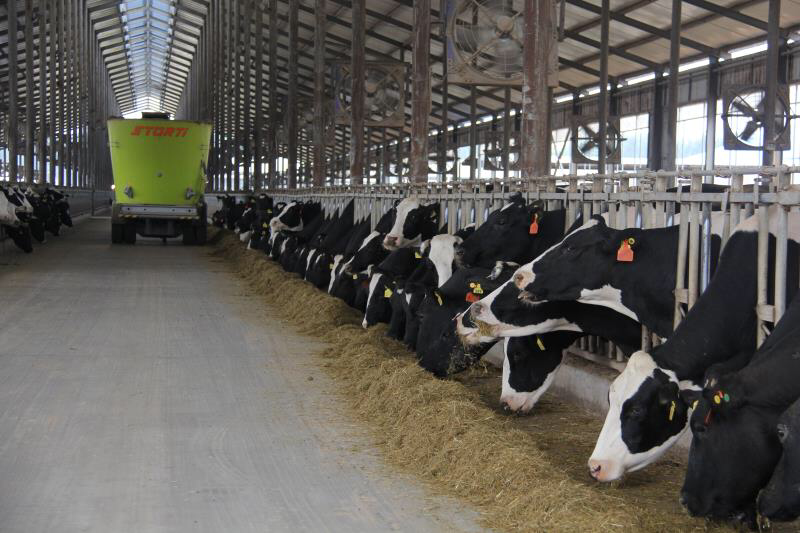 Modern Dairy – farm with 20,000 dairy cows at one location in Anhui province. Photo: Kees de Koning