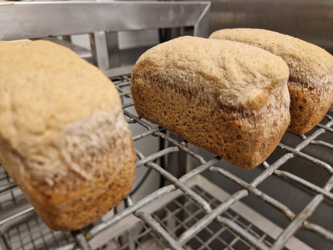 Cowpea bread baked with 47% cowpea-protein flour (amongst other ingredients such as cassava flour). The preliminary results show a good volume of the bread bun achieved and pleasant color with beany odor of the bun.