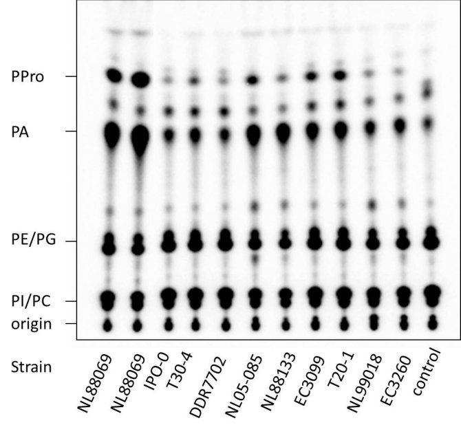 PLD activity in extracellular medium of P. infestans as demonstrated by the presence of phosphatidic acid (PA) and the PLD specific marker phosphatidylalcohol (PPro).