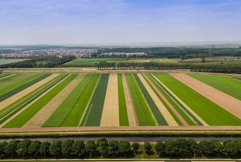 Mixed and strip cultivation contribute to biodiversity: WUR researchers welcome insects