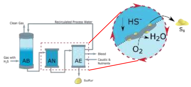 Fig. 1 - Schematic of the current biodesulfurization process and the shuttling capacity the occurs between the anaerobic (AN) and the aerobic (AE) reactors.