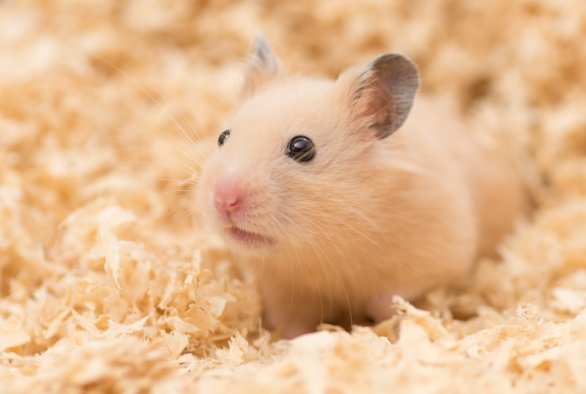 COVID-19 model in Syrian hamsters - WUR