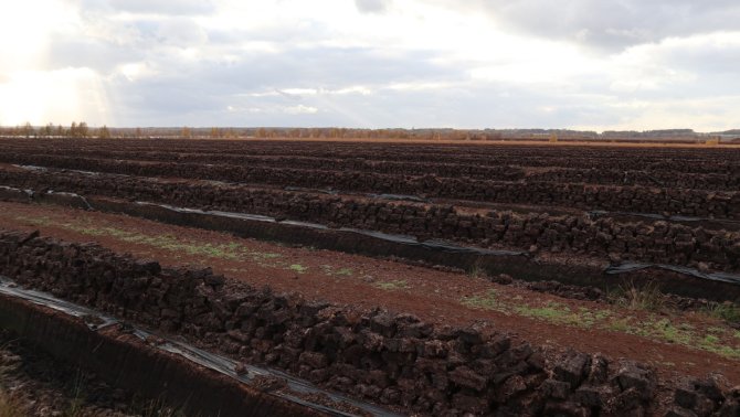 A peat field in Germany. In most countries, including the Netherlands, barely 5% of the bogs have survived large-scale reclamations (in particular for peat extraction) in the past few centuries.