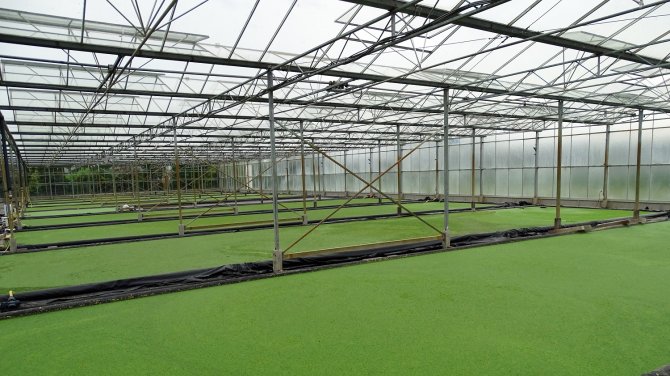 Growing water lentils in a greenhouse