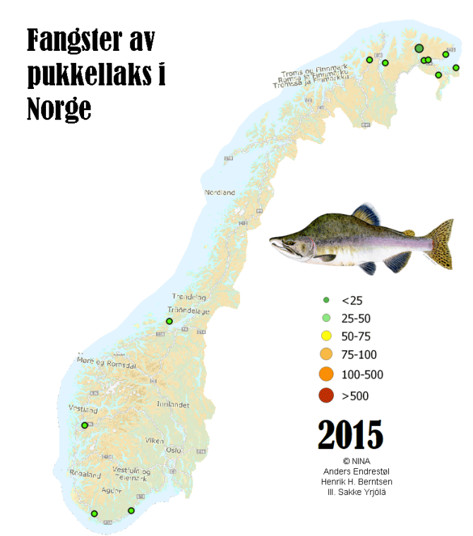 Toename van het aantal gevangen bultrugzalmen in Noorwegen in 2015