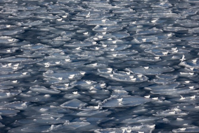 A large group of Snow Petrels resting on newly formed pancake ice (photo: Susanne Kühn)