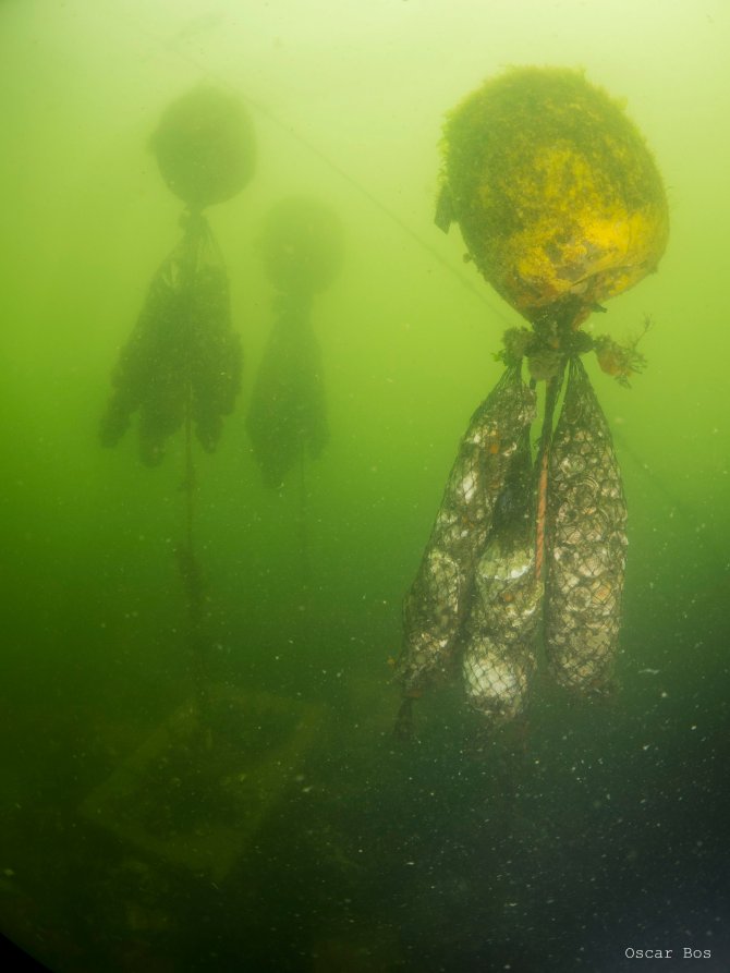 Oyster collector. Photo: Dr. O. Bos.