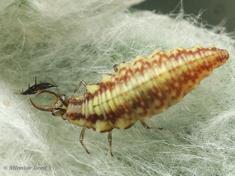 Beneficial Predator Spotlight: Lacewings - Pests in the Urban