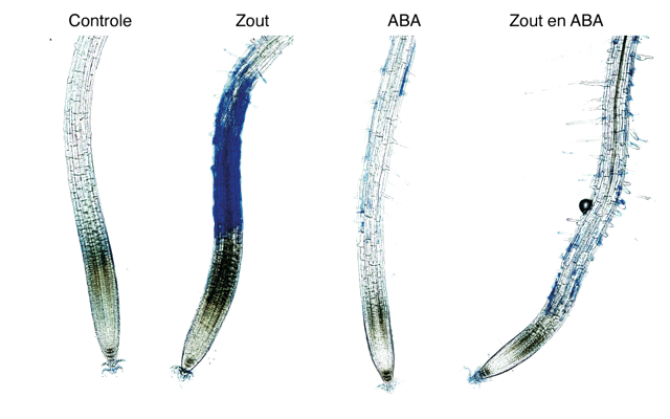 In the image, the blue staining in the plant root under the heading Zout (salt) shows the resulting cell damage after exposure to salt. Controle: plant was not exposed to salt, nor was the plant pre-treated with ABA. ABA: plant was not exposed to salt, but was pre-treated with ABA. Zout en ABA: plant was pre-treated with ABA and exposed to salt (foto: Jasper Lamers)