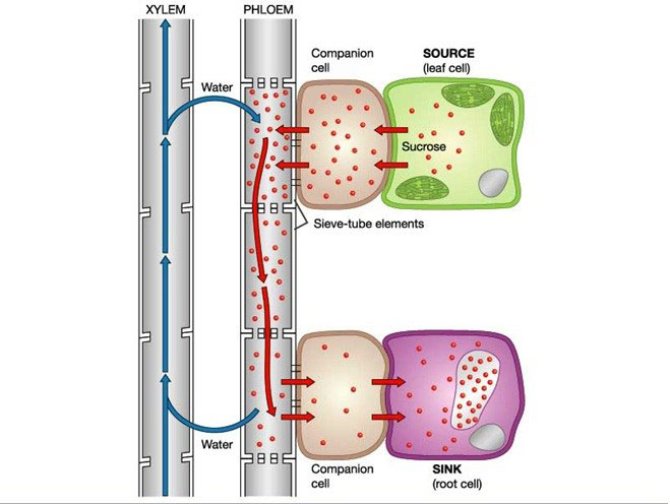 Figure 1: Sucrose transport from source cell to sink cell. In source cell (leave), trio-phosphates generated from photosynthesis are partly converted into sucrose. Sucrose then can be used in the source cell or exported to sink cells through companion cell first, then sieve tube elements, and phloem. The transported sucrose through phloem is subsequently unloaded into sink cells (e.g. roots, fruits, tubers) and is processed further by several enzymes such as invertase and sucrose synthase.