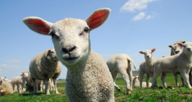 schaap geit kameel diagnostiek testen ziekten