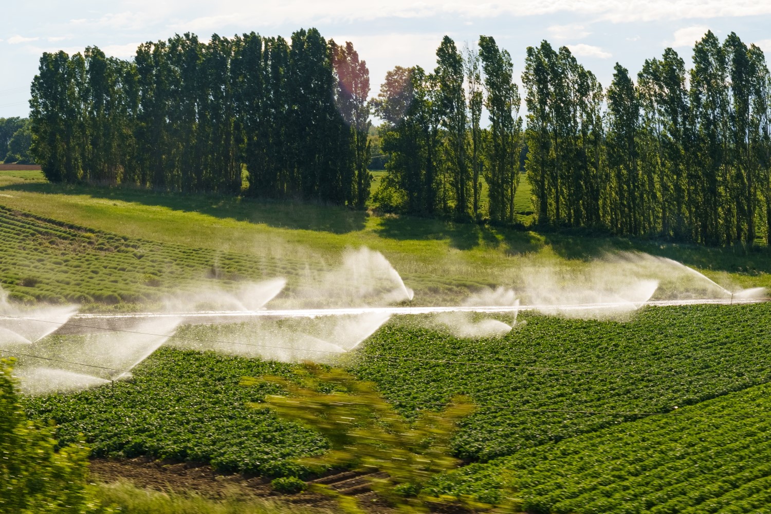 Het aantal keer spuiten van aardappelen kon tot de helft minder, bleek uit proeven. Foto: Shutterstock