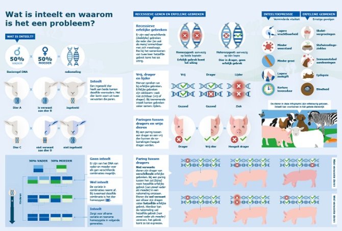 Infographic 1: Wat is inteelt en waarom is het een probleem