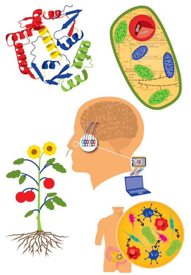 In synthetische biologie kun je nieuwe zaken ontwerpen met de bouwstenen die de natuur biedt, zoals bacteriën en schimmels, maar ook met delen van eiwitten en stukken DNA. Denk bijvoorbeeld aan nieuwe samenstellingen van darmflora, nieuwe planten, nieuwe medicijnen of andere nieuwe biologische systemen. 