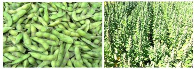 In addition to the common agricultural crops, the past years have seen growers producing crops including Jerusalem artichokes, crambe, sunflowers, tagetes, brown beans, oregano, caraway, quinoa (right photo), Miscanthus, hemp, linseed, soya (left photo), red kidney beans, evening primrose, common madder and lupin.