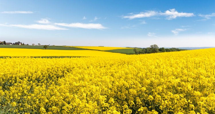 Rapeseed and sunflower: from meal to meat analogue - WUR