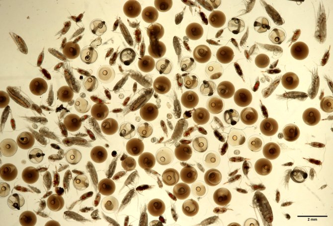 A typical egg sample in the survey, showing fish eggs and zooplankton. (Photo: Wageningen Marine Research)