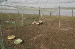 Experimental animals in the enclosure