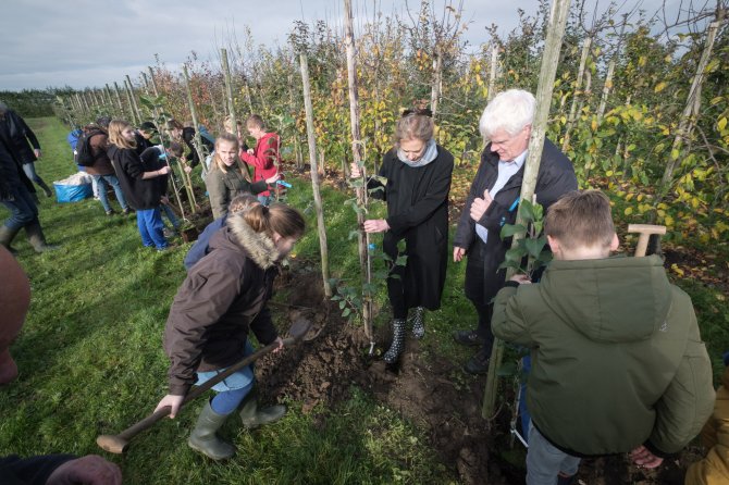 Een appelboom wordt aangeplant