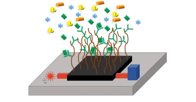 Schematic representation of the sensor: antibodies fixate interleukin in the bloodstream. The laser (red) is shown on the left, and the detector (blue) is on the right. Illustration Bram Kok