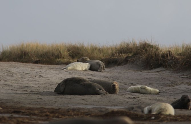 De zeehondenkolonie op Griend  