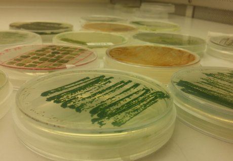 phd in algal biotechnology