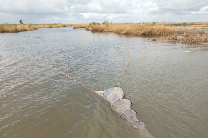 Fuikopstelling op onderzoekslocatie Fuut. Twee fuiken met de openingen in tegengestelde richting voor zowel de in- als uittrek van vissen bij de ingang van dit compartiment (foto: Joep de Leeuw). 