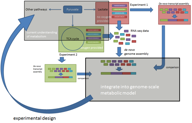 Figure: Example of how experimental data and modeling are used in a cyclic manner