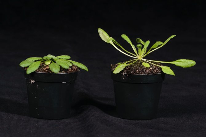 The plant on the left is under standard growth light, while the plant on the right exhibits shade avoidance responses to shaded light. Photo by Mieke de Wit.