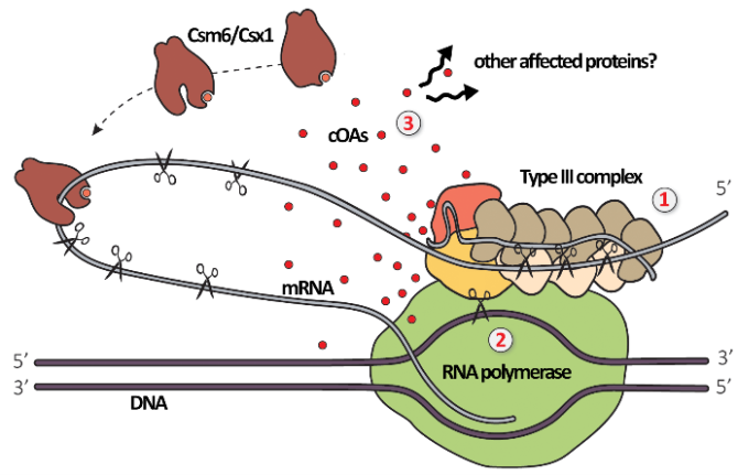 Type III CRISPR-Cas systems bind target RNAs, produce signalling molecules (cOAs) and activate other enzymatic proteins (Csm6/Csx1).