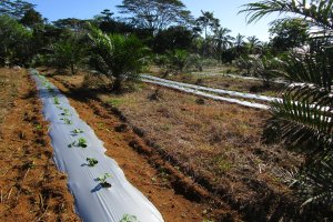 Experiments with growing watermelons in an oil palm field