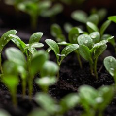 seedlings_cropped (2).jpg