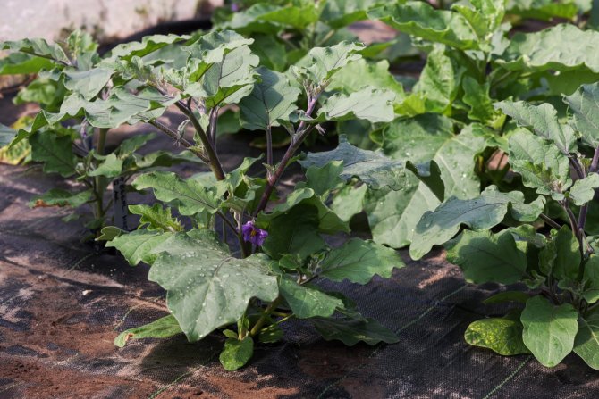 Een aubergineplant. Aubergines bleken vrij gevoelig voor Nederlandse kou, maar kwamen wel op.