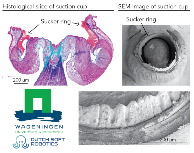 Tentacle suction cup morphology