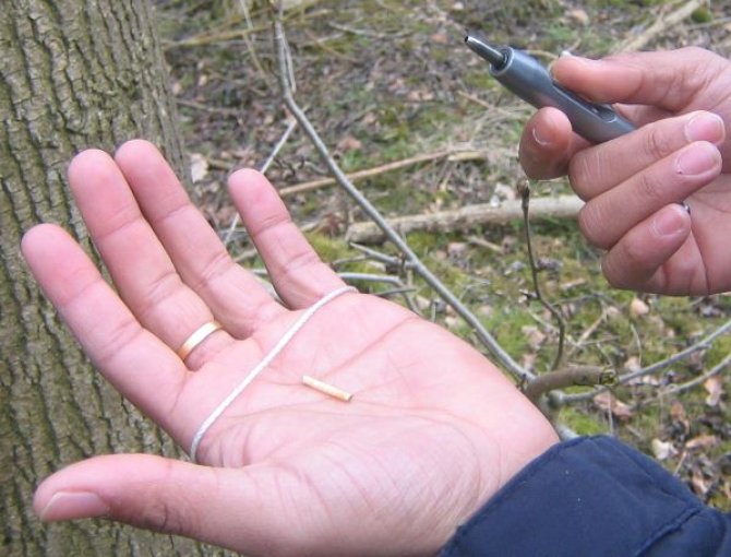 Micro-sample for cambial studies 