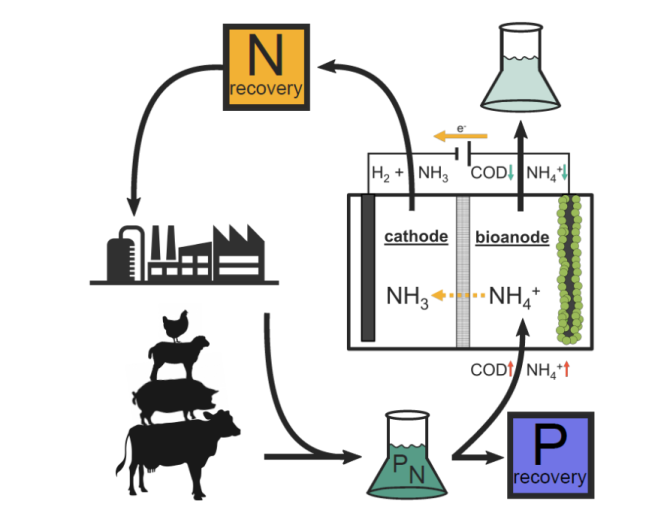 Figure 1: Nutrient removal and recovery cycle.