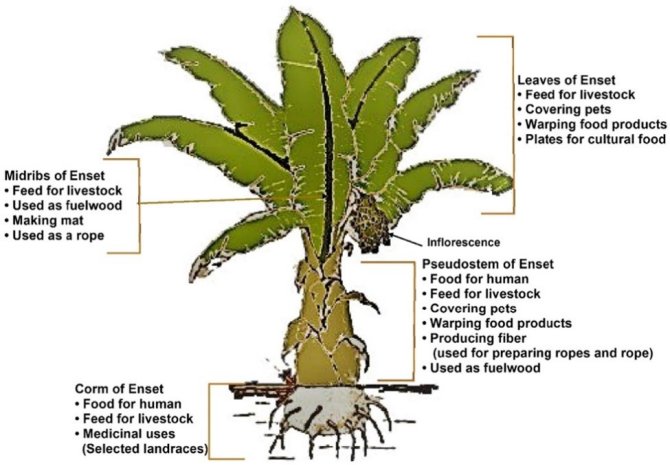 Figure 1: Parts of the enset plant and its material provisions (the enset plant picture modified from Brandt et al., 1997). In : Shale, Saito and Semissew (2021)