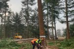 Sawing of sample tree in Douglas forest